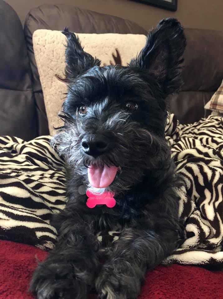 bella